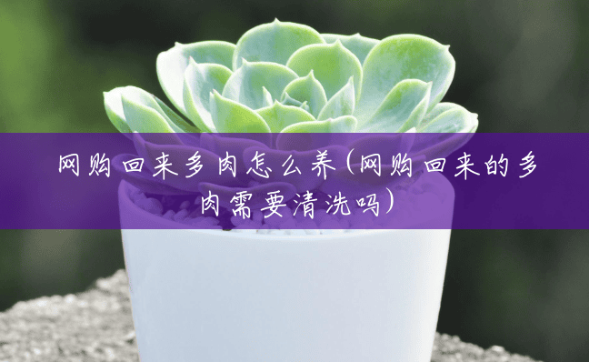 网购回来多肉怎么养(网购回来的多肉需要清洗吗) 网购回来多肉怎么养(网购回来的多肉需要清洗吗)