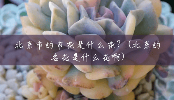 北京市的市花是什么花?(北京的名花是什么花啊) 北京市的市花是什么花?(北京的名花是什么花啊)