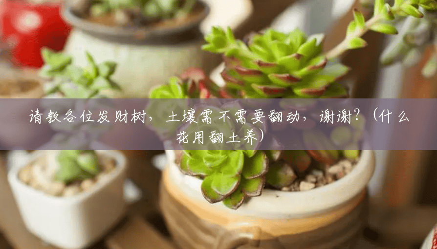 请教各位发财树，土壤需不需要翻动，谢谢？(什么花用翻土养)
