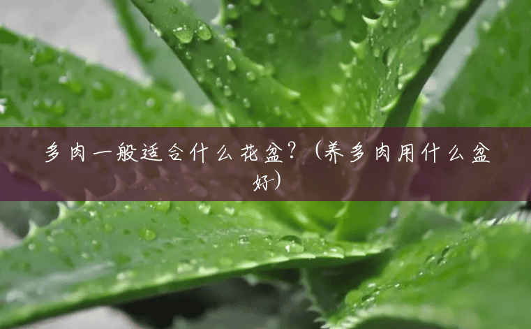多肉一般适合什么花盆?(养多肉用什么盆好) 多肉一般适合什么花盆?(养多肉用什么盆好)