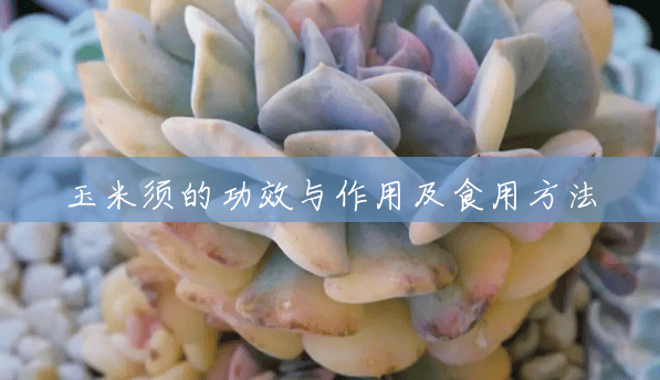 玉米须的功效与作用及食用方法