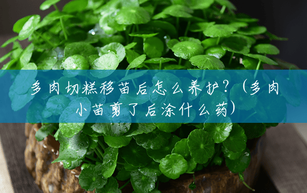多肉切糕移苗后怎么养护?(多肉小苗剪了后涂什么药) 多肉切糕移苗后怎么养护?(多肉小苗剪了后涂什么药)