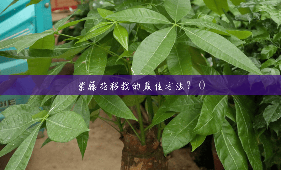 紫藤花移栽的最佳方法？()