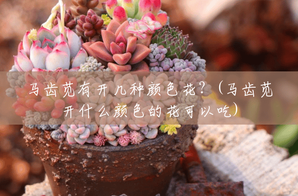马齿苋有开几种颜色花?(马齿苋开什么颜色的花可以吃) 马齿苋有开几种颜色花?(马齿苋开什么颜色的花可以吃)