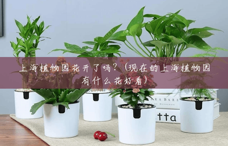 上海植物园花开了吗?(现在的上海植物园有什么花好看) 上海植物园花开了吗?(现在的上海植物园有什么花好看)