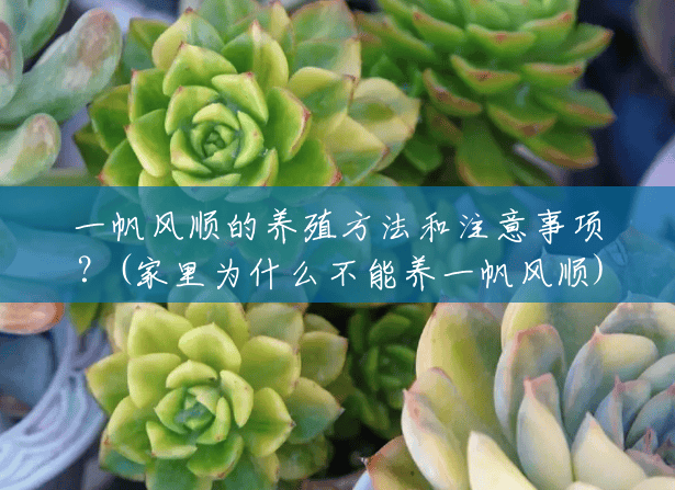 一帆风顺的养殖方法和注意事项？(家里为什么不能养一帆风顺)