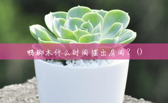 鸭脚木什么时间摆出房间?() 鸭脚木什么时间摆出房间?()