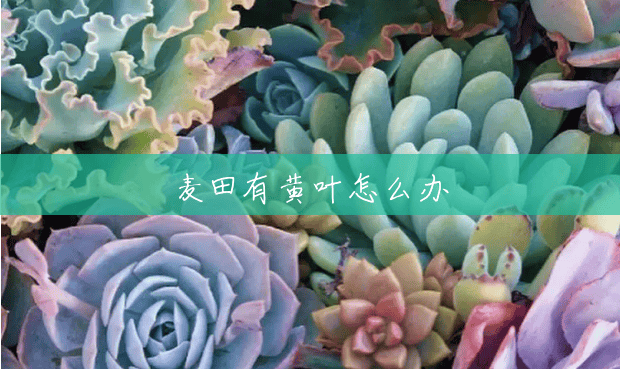 麦田有黄叶怎么办