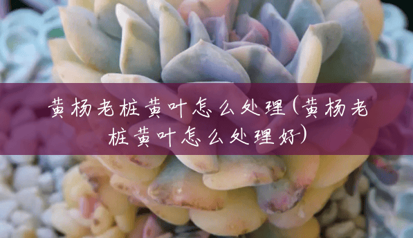 黄杨老桩黄叶怎么处理(黄杨老桩黄叶怎么处理好) 黄杨老桩黄叶怎么处理(黄杨老桩黄叶怎么处理好)