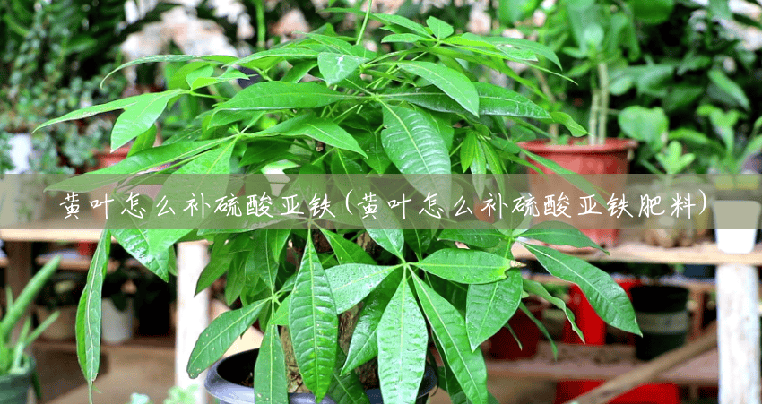 黄叶怎么补硫酸亚铁(黄叶怎么补硫酸亚铁肥料)