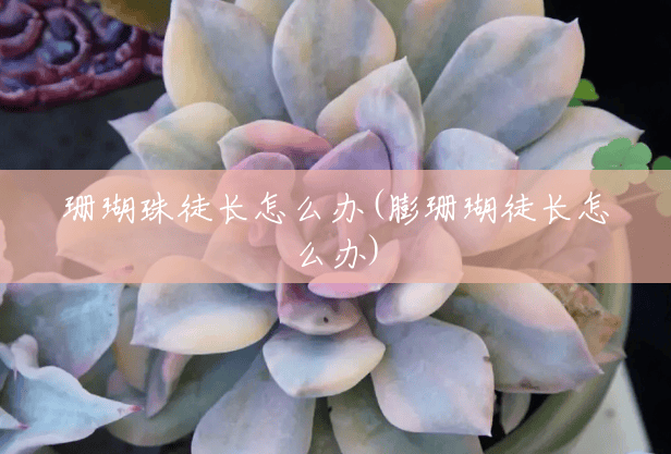 珊瑚珠徒长怎么办(膨珊瑚徒长怎么办)