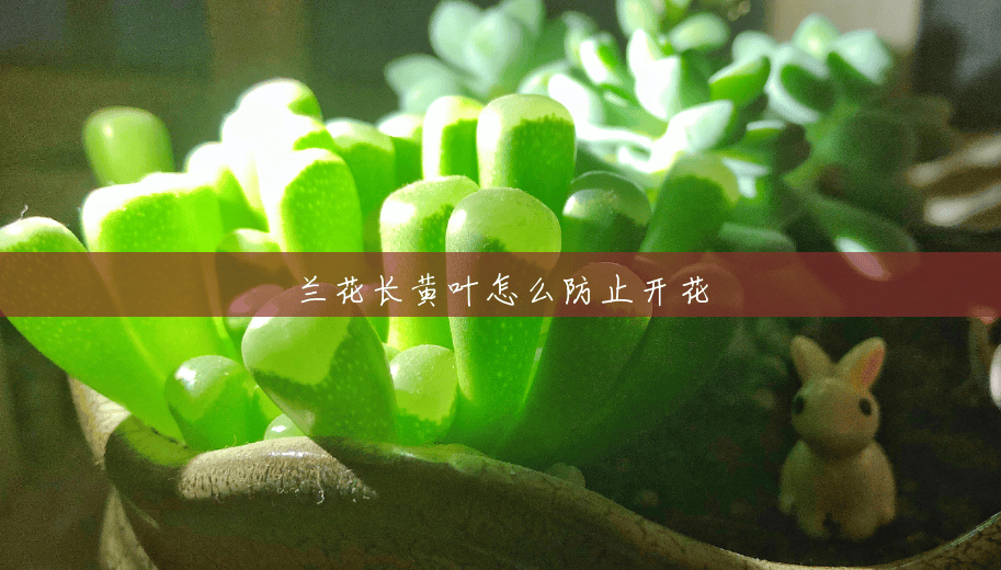 兰花长黄叶怎么防止开花 兰花长黄叶怎么防止开花