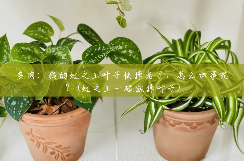 多肉：我的虹之玉叶子快掉光了，怎么回事呢？(虹之玉一碰就掉叶子)