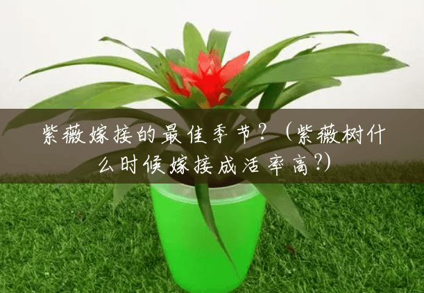 紫薇嫁接的最佳季节?(紫薇树什么时候嫁接成活率高?) 紫薇嫁接的最佳季节?(紫薇树什么时候嫁接成活率高?)