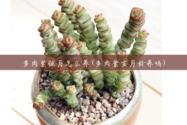 多肉紫弦月怎么养(多肉紫玄月好养吗) 多肉紫弦月怎么养(多肉紫玄月好养吗)