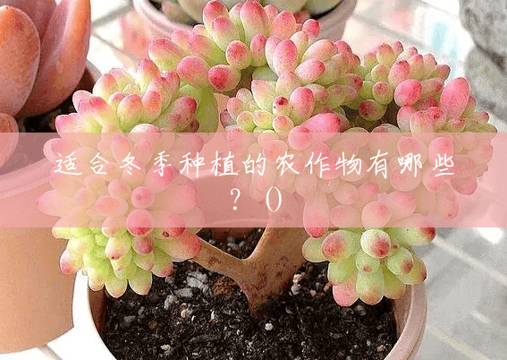 适合冬季种植的农作物有哪些?() 适合冬季种植的农作物有哪些?()