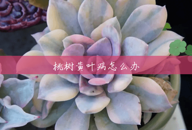 桃树黄叶病怎么办 桃树黄叶病怎么办