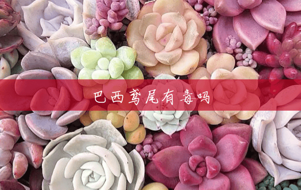 巴西鸢尾有毒吗 巴西鸢尾有毒吗