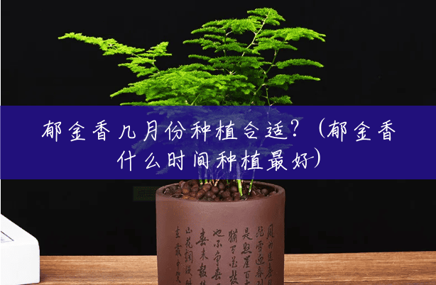 郁金香几月份种植合适？(郁金香什么时间种植最好)