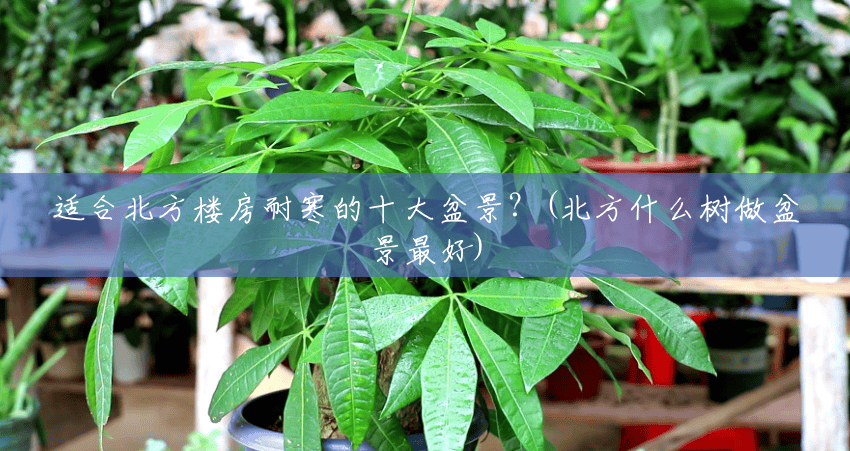 适合北方楼房耐寒的十大盆景?(北方什么树做盆景最好) 适合北方楼房耐寒的十大盆景?(北方什么树做盆景最好)