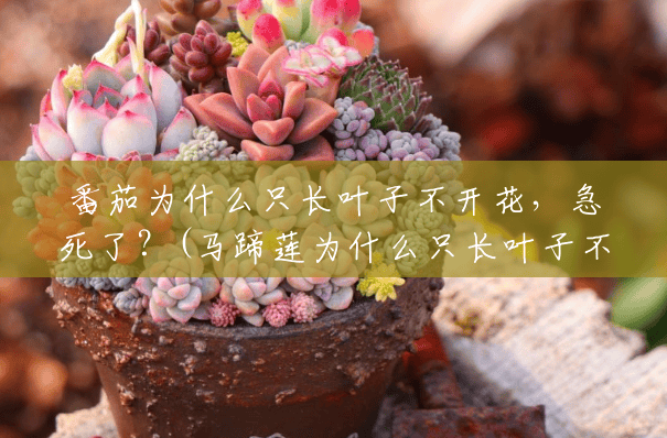 番茄为什么只长叶子不开花,急死了?(马蹄莲为什么只长叶子不开花呢) 番茄为什么只长叶子不开花,急死了?(马蹄莲为什么只长叶子不开花呢)