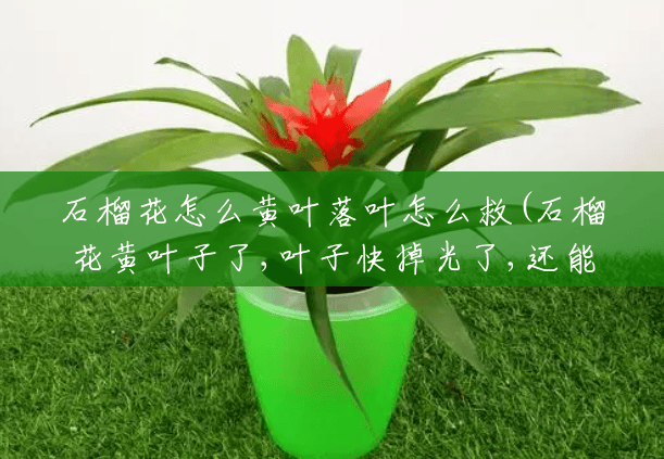 石榴花怎么黄叶落叶怎么救(石榴花黄叶子了,叶子快掉光了,还能活吗?) 石榴花怎么黄叶落叶怎么救(石榴花黄叶子了,叶子快掉光了,还能活吗?)