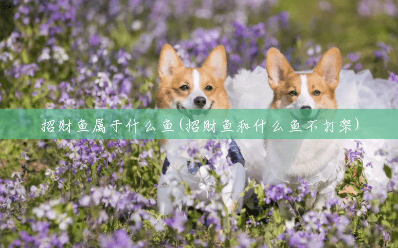 招财鱼属于什么鱼(招财鱼和什么鱼不打架) 招财鱼属于什么鱼(招财鱼和什么鱼不打架)