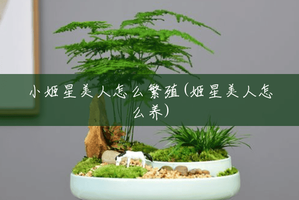 小姬星美人怎么繁殖(姬星美人怎么养) 小姬星美人怎么繁殖(姬星美人怎么养)