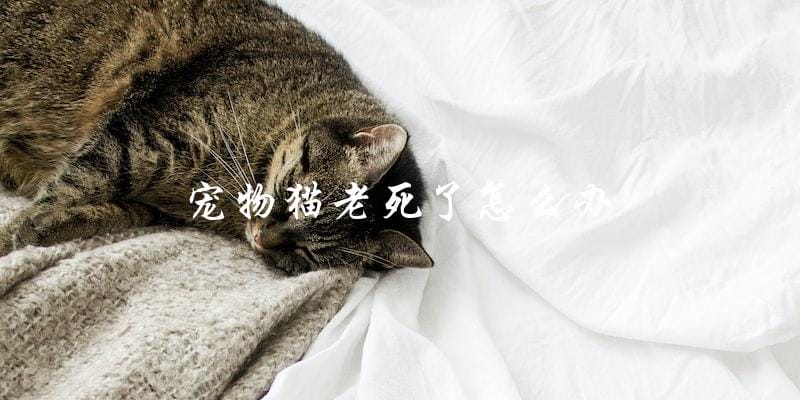 如果我的宠物猫老死了，应该怎么处理？