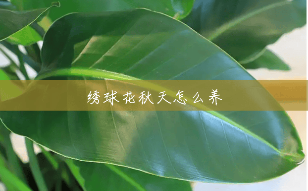 绣球花秋天怎么养