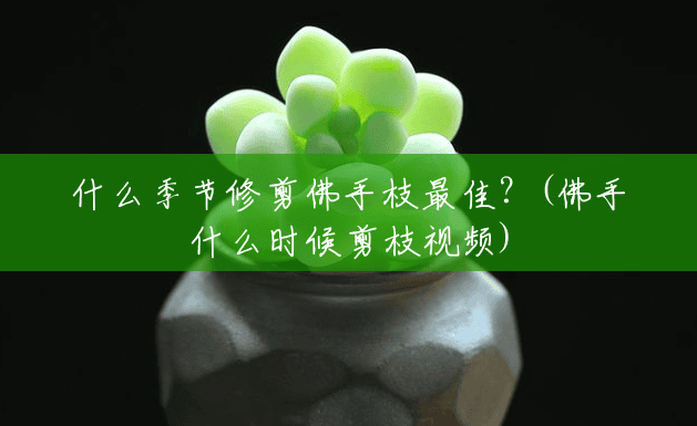 什么季节修剪佛手枝最佳?(佛手什么时候剪枝视频) 什么季节修剪佛手枝最佳?(佛手什么时候剪枝视频)