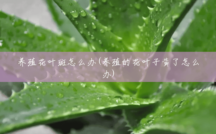 养殖花叶斑怎么办(养殖的花叶子黄了怎么办) 养殖花叶斑怎么办(养殖的花叶子黄了怎么办)