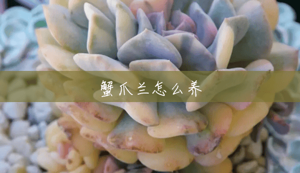 蟹爪兰怎么养 蟹爪兰怎么养