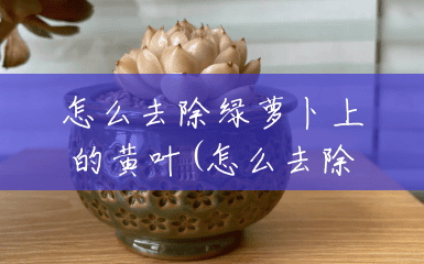 怎么去除绿萝卜上的黄叶(怎么去除绿萝卜上的黄叶子) 怎么去除绿萝卜上的黄叶(怎么去除绿萝卜上的黄叶子)