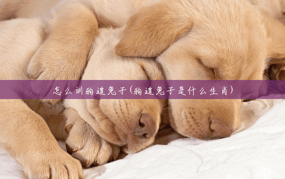 怎么训狗追兔子(狗追兔子是什么生肖)
