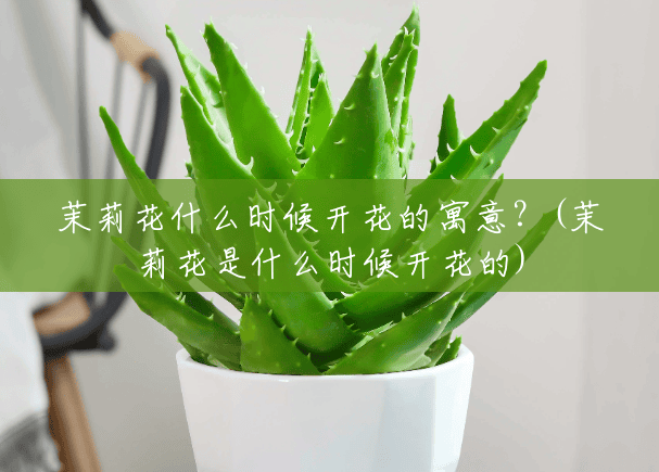 茉莉花什么时候开花的寓意?(茉莉花是什么时候开花的) 茉莉花什么时候开花的寓意?(茉莉花是什么时候开花的)