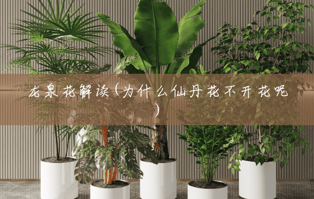 龙泉花解读(为什么仙丹花不开花呢) 龙泉花解读(为什么仙丹花不开花呢)
