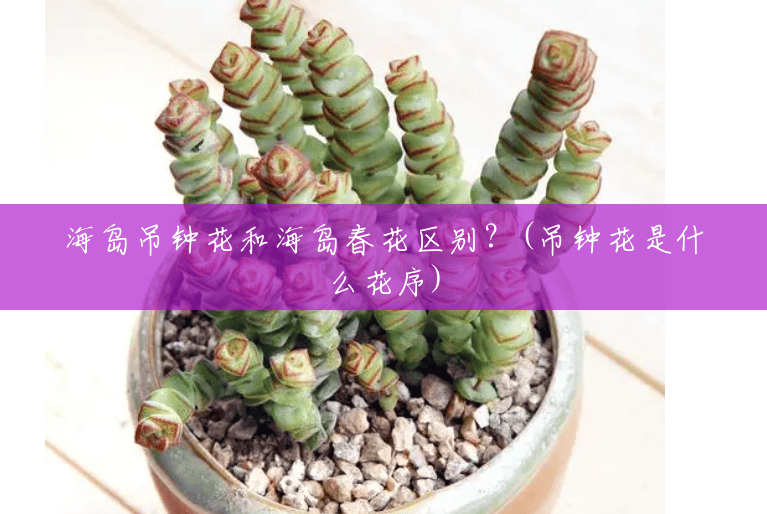 海岛吊钟花和海岛春花区别?(吊钟花是什么花序) 海岛吊钟花和海岛春花区别?(吊钟花是什么花序)