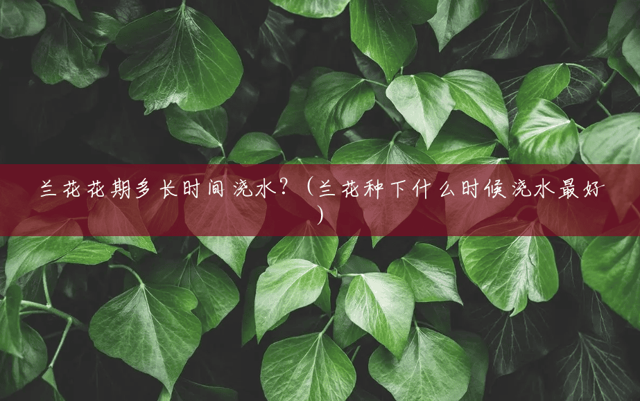 兰花花期多长时间浇水?(兰花种下什么时候浇水最好) 兰花花期多长时间浇水?(兰花种下什么时候浇水最好)