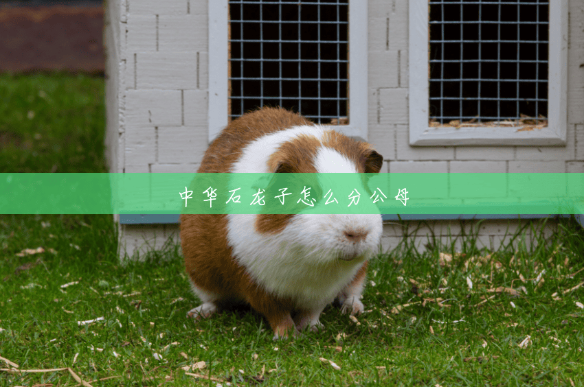 中华石龙子怎么分公母 中华石龙子怎么分公母