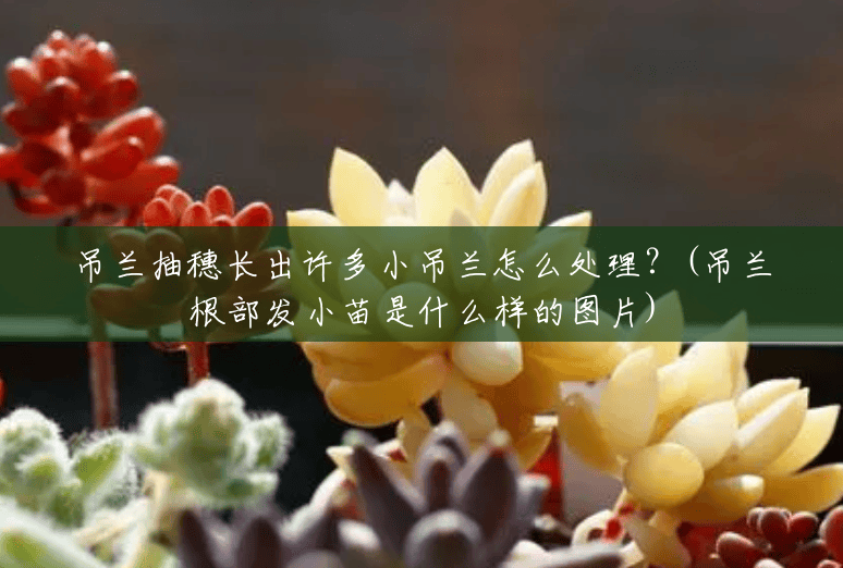 吊兰抽穗长出许多小吊兰怎么处理?(吊兰根部发小苗是什么样的图片) 吊兰抽穗长出许多小吊兰怎么处理?(吊兰根部发小苗是什么样的图片)