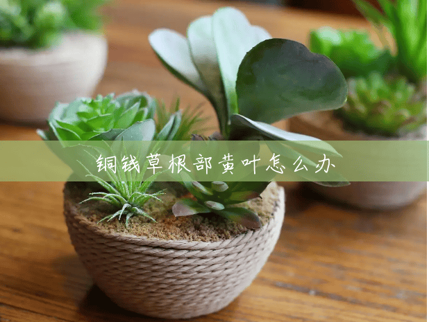 铜钱草根部黄叶怎么办 铜钱草根部黄叶怎么办