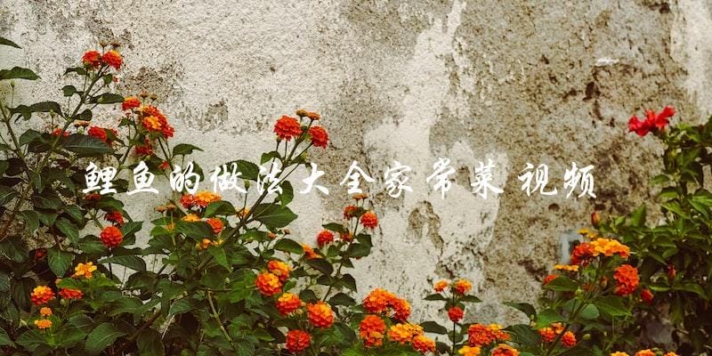 鲤鱼的做法大全家常菜 视频 鲤鱼的做法大全家常菜 视频