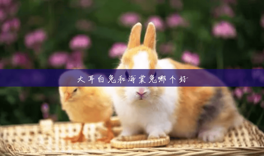 大耳白兔和海棠兔哪个好