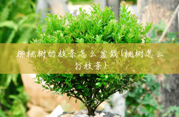 柳桃树的枝条怎么盆栽(桃树怎么打枝条) 柳桃树的枝条怎么盆栽(桃树怎么打枝条)