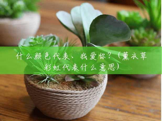 什么颜色代表、我爱你?(薰衣草彩虹代表什么意思) 什么颜色代表、我爱你?(薰衣草彩虹代表什么意思)