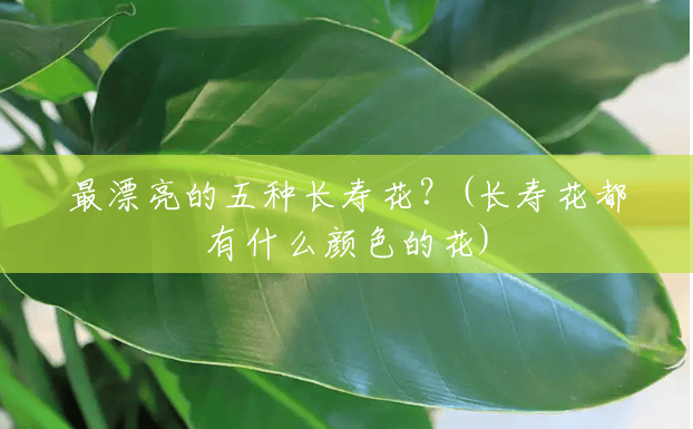 最漂亮的五种长寿花?(长寿花都有什么颜色的花) 最漂亮的五种长寿花?(长寿花都有什么颜色的花)