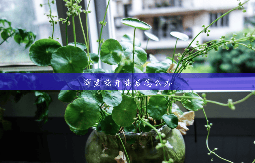 海棠花开花后怎么办 海棠花开花后怎么办
