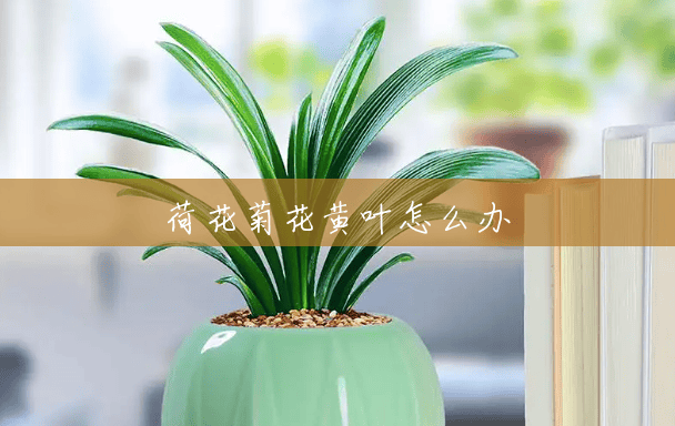 荷花菊花黄叶怎么办 荷花菊花黄叶怎么办