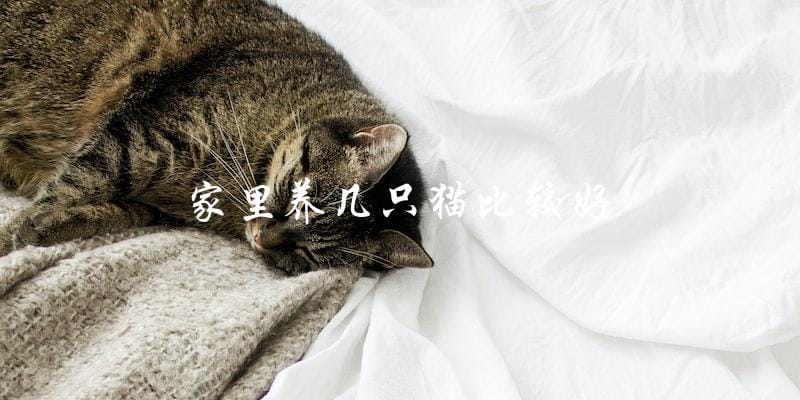 什么样的家庭适合养几只猫? 什么样的家庭适合养几只猫?